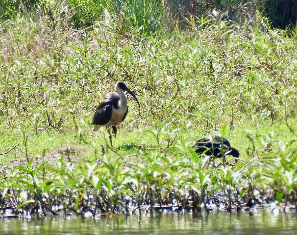 Straw-necked Ibis - ML644663467