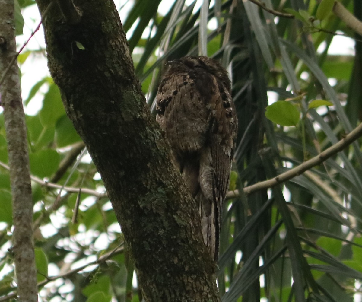 Common Potoo - ML644663468