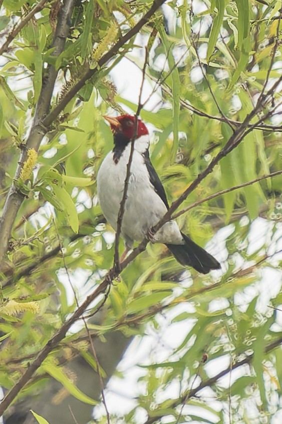 Yellow-billed Cardinal - ML644663469