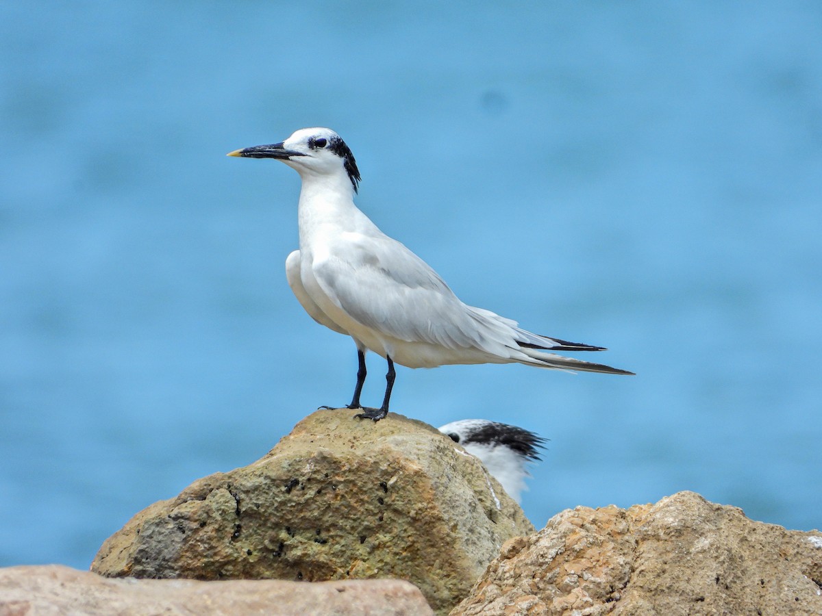 Sandwich Tern - ML644663471