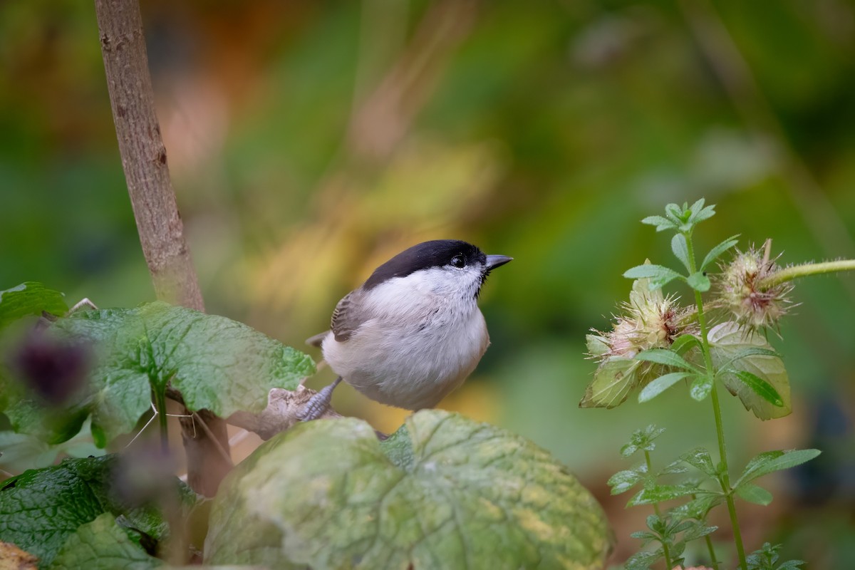 Marsh Tit - ML644663472