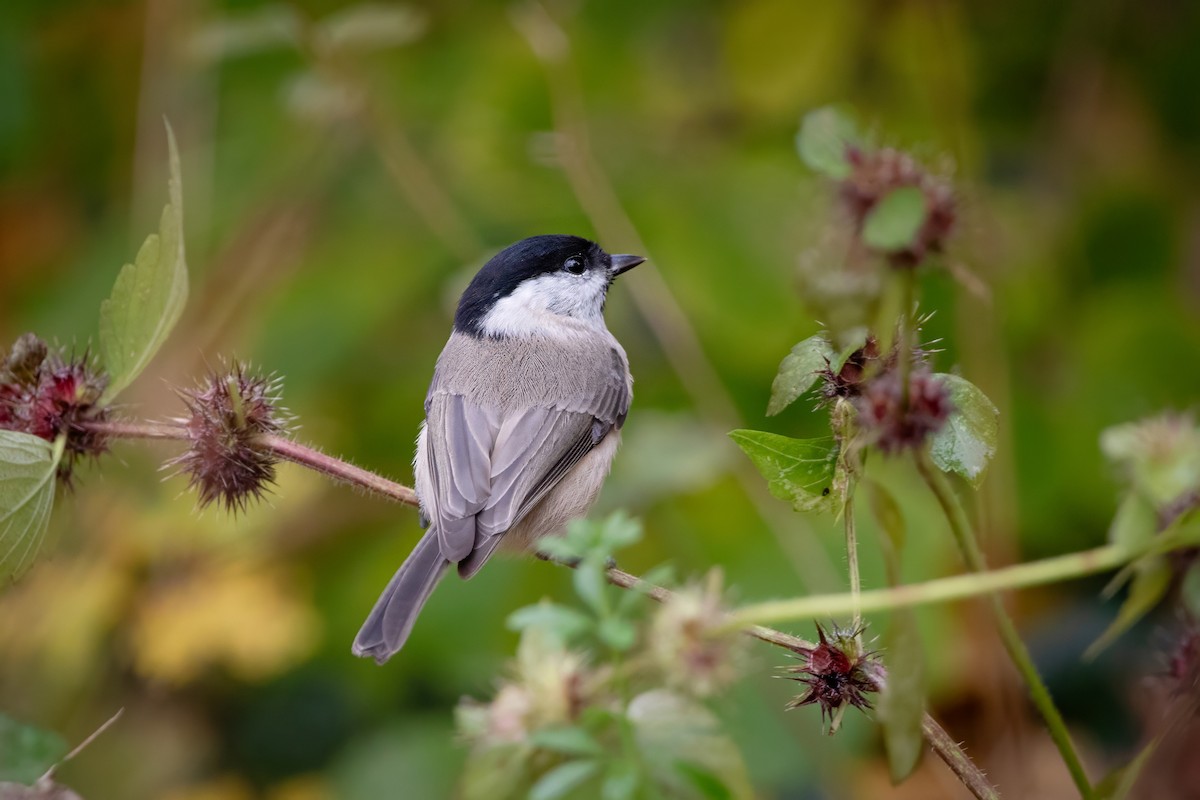 Marsh Tit - ML644663473