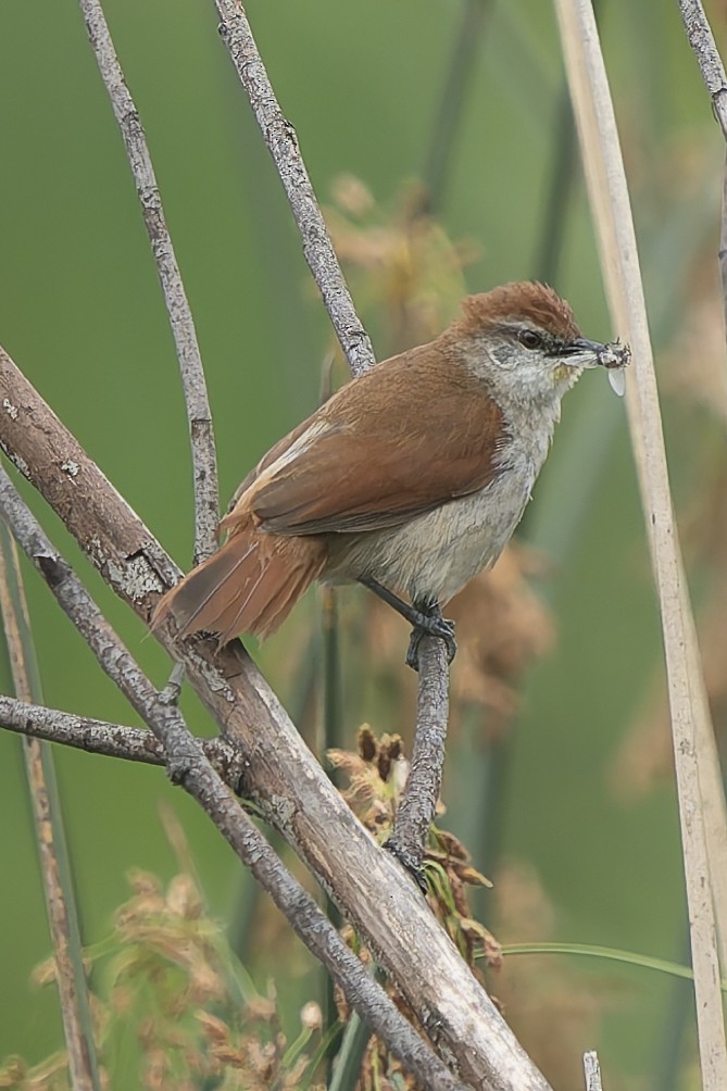 Yellow-chinned Spinetail - ML644663476