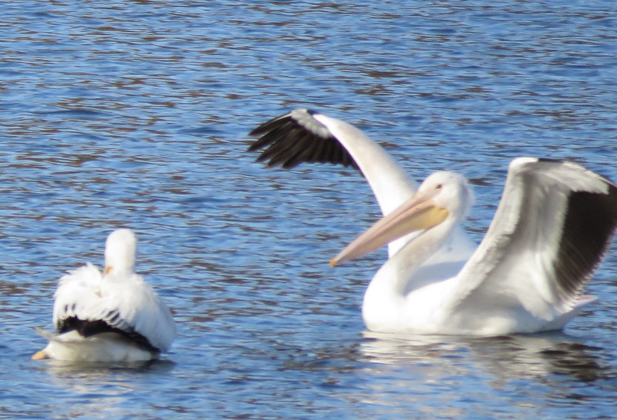 American White Pelican - ML644663477