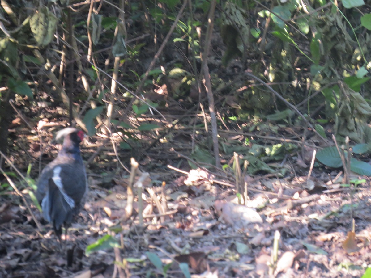 Kalij Pheasant - ML644663478