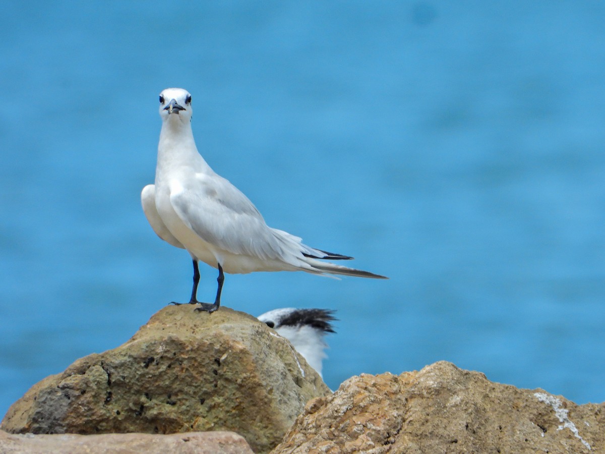 Sandwich Tern - ML644663480