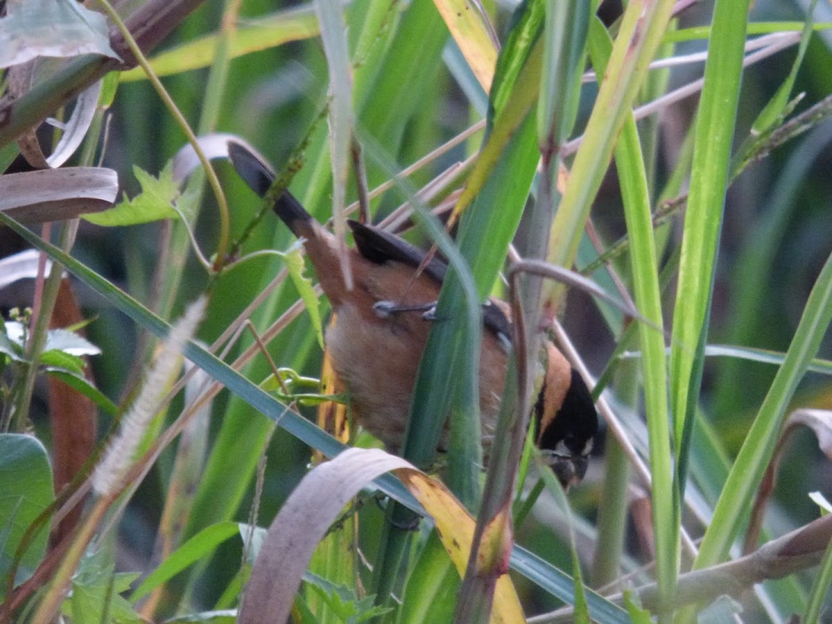 Rusty-collared Seedeater - ML644663481