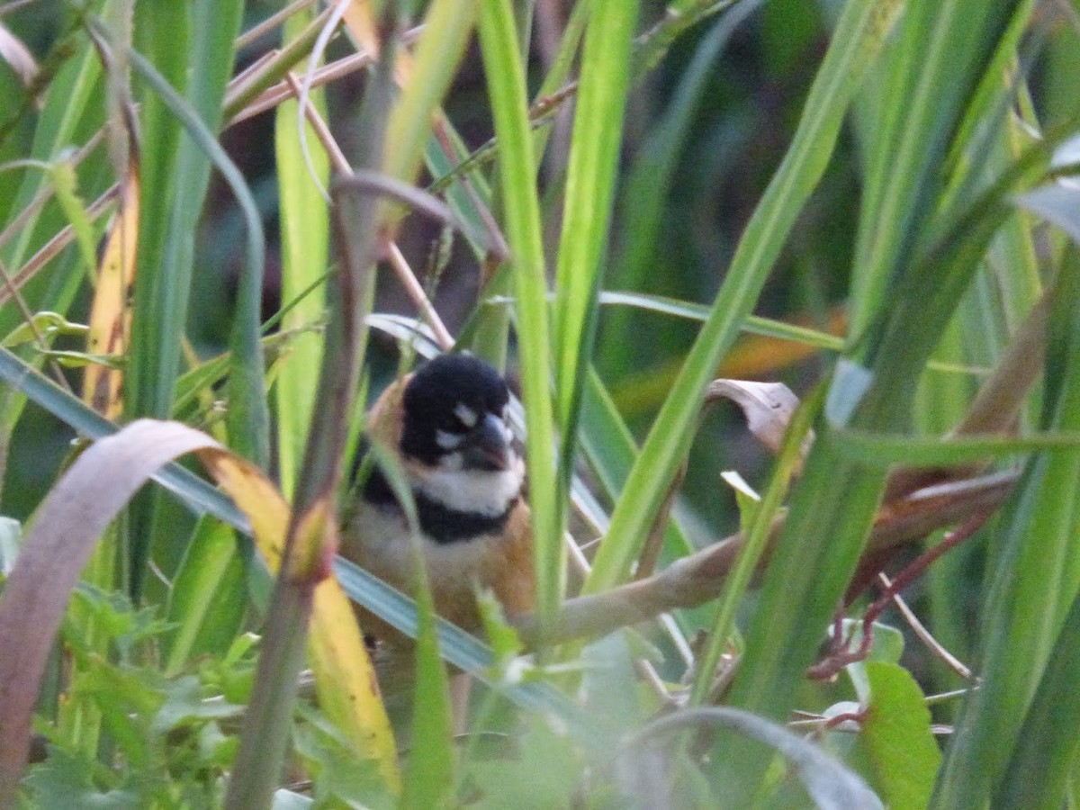Rusty-collared Seedeater - ML644663482