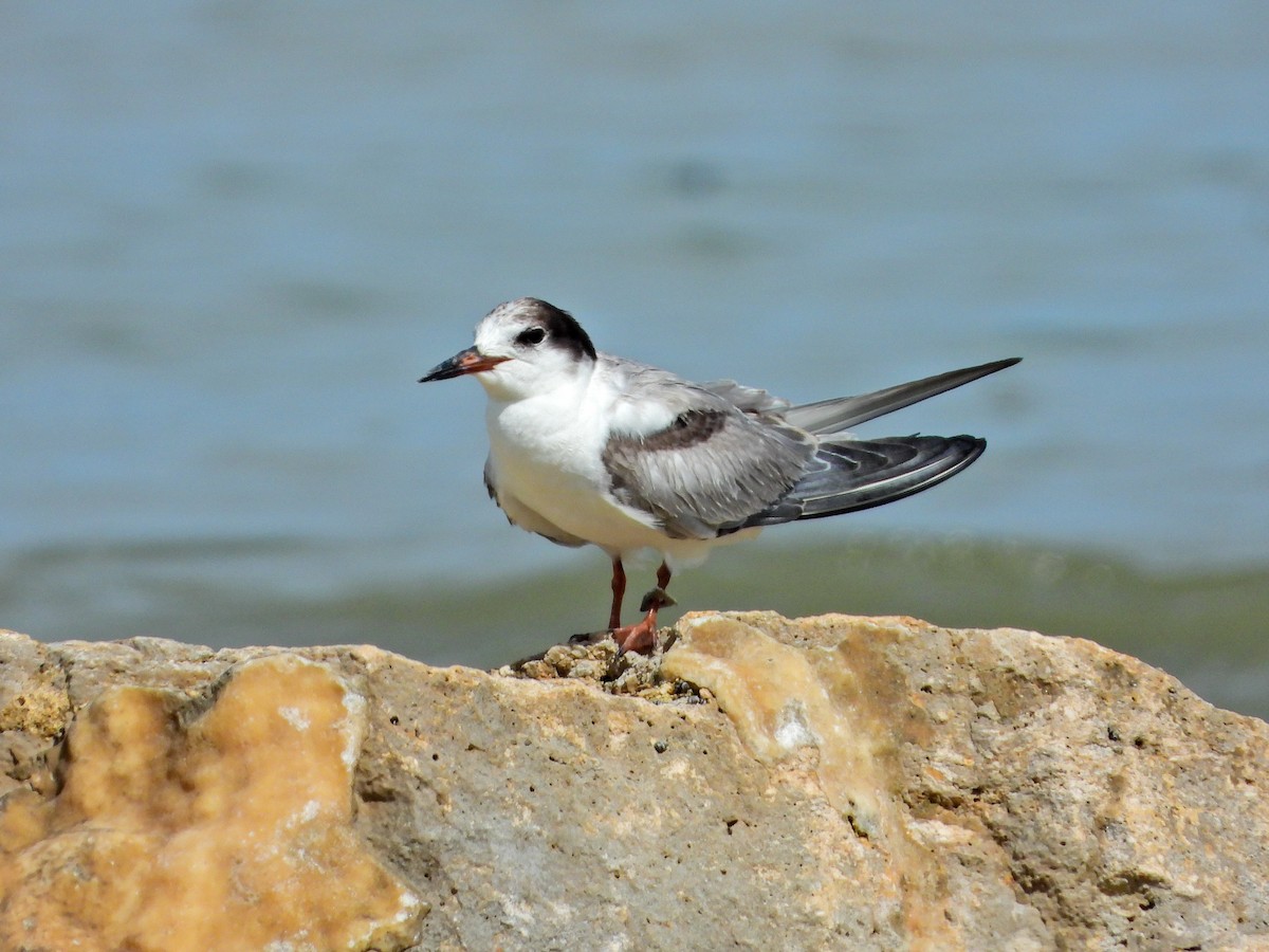 Common Tern - ML644663483