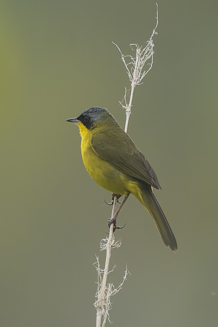 Paruline voilée - ML644663484