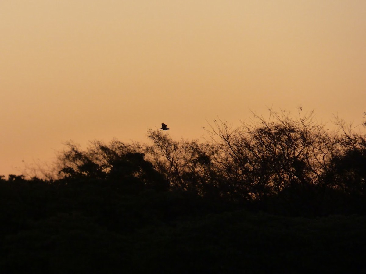 Nacunda Nighthawk - ML644663486