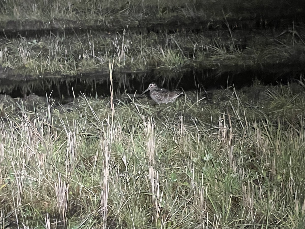 Eurasian Woodcock - ML644663488