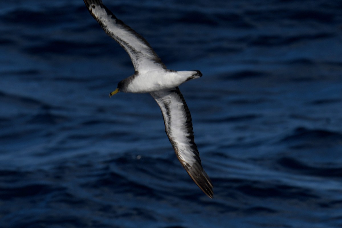 Cory's Shearwater - ML644663490