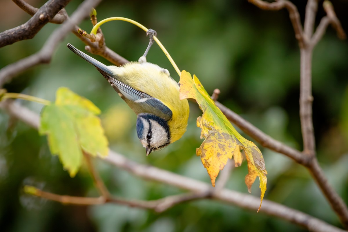 Eurasian Blue Tit - ML644663491