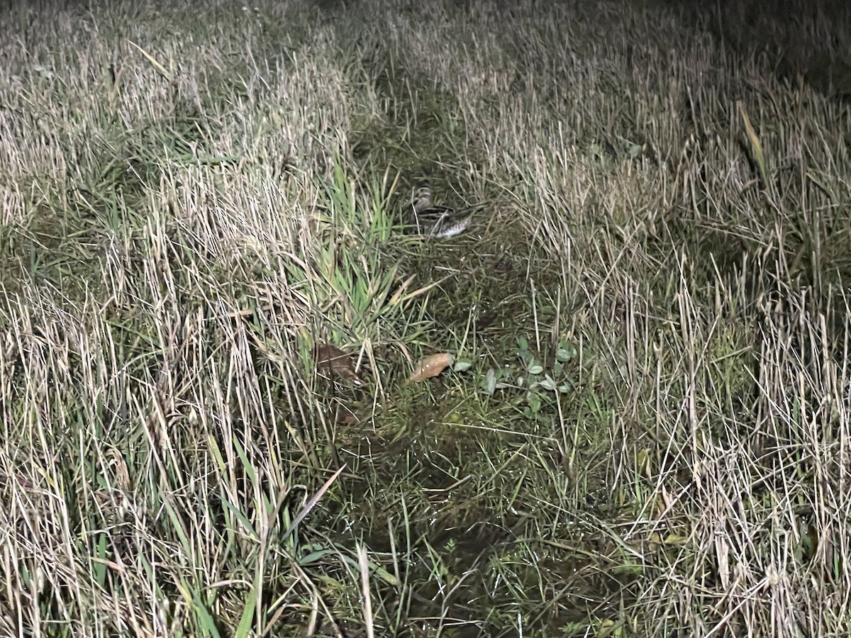 enkeltbekkasin - ML644663495