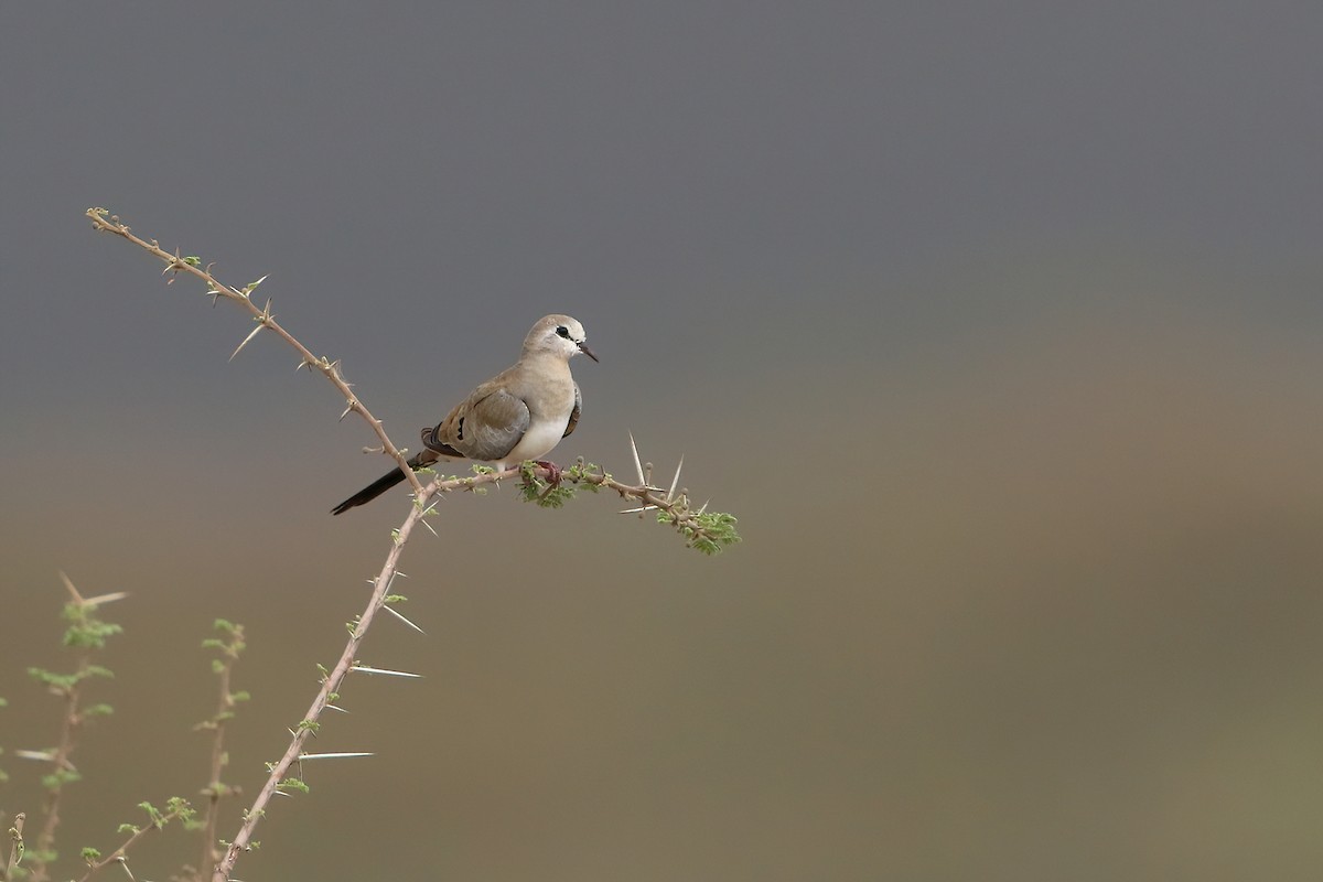 Namaqua Dove - ML644663496
