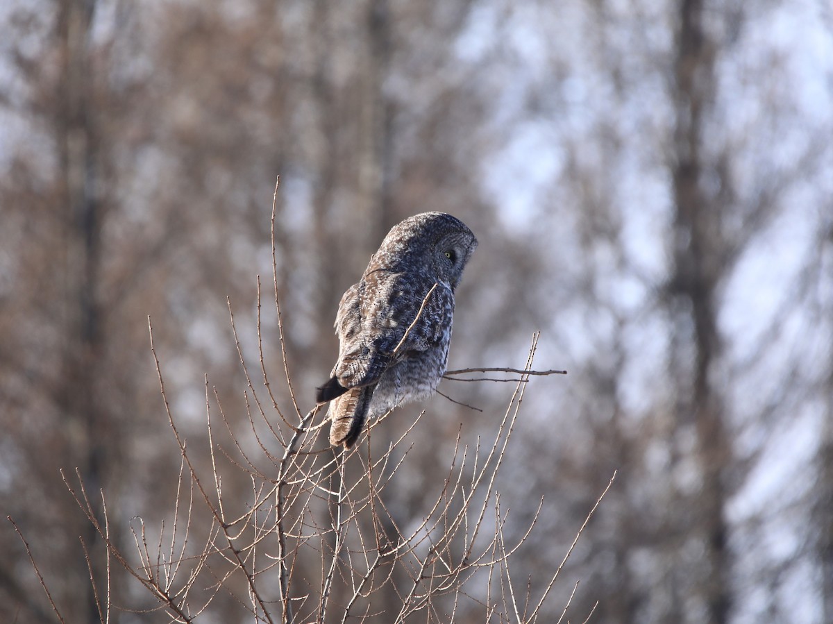 Great Gray Owl - ML644663497