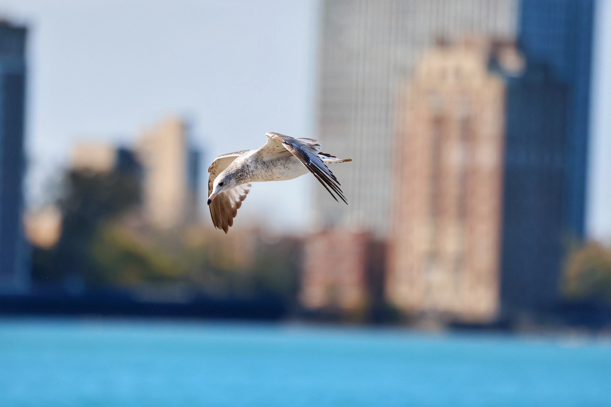 שחף עקוד-מקור - ML644663498