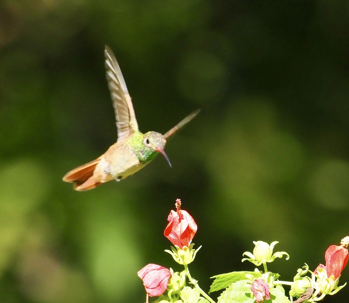 アカハシエメラルドハチドリ - ML644663502