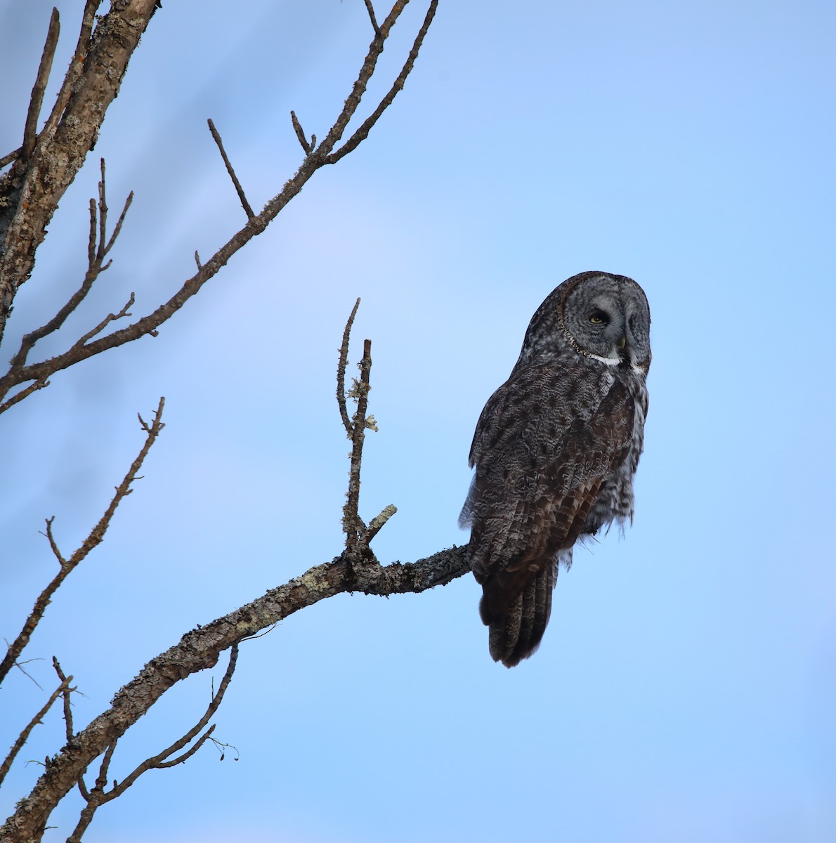 Great Gray Owl - ML644663522