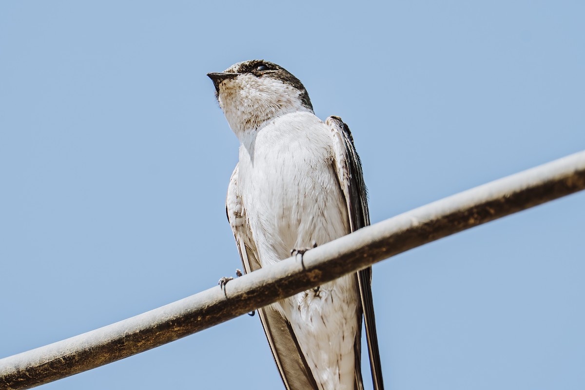 Tumbes Swallow - ML644663534