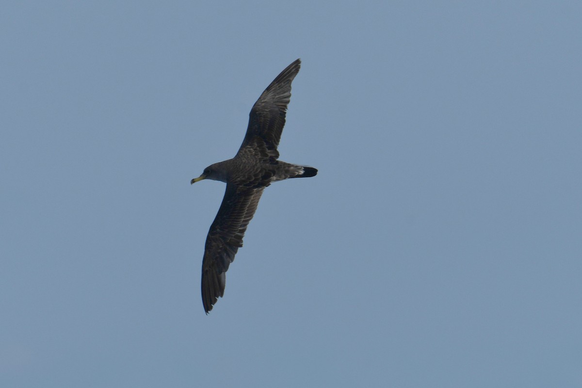 Cory's Shearwater - ML644663536