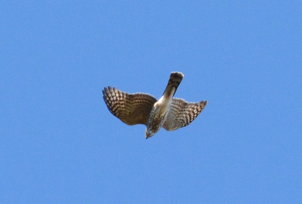 Sharp-shinned/Cooper's Hawk - ML644663542