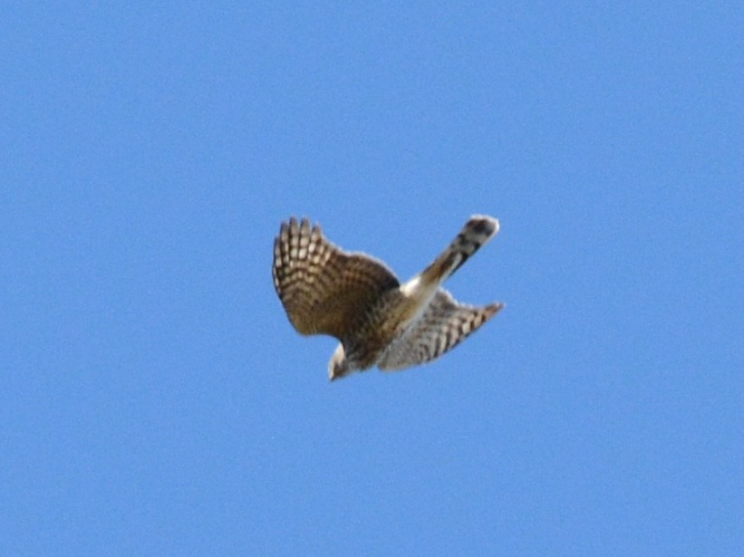 Sharp-shinned/Cooper's Hawk - ML644663543