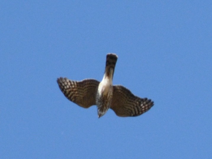 Sharp-shinned/Cooper's Hawk - ML644663544
