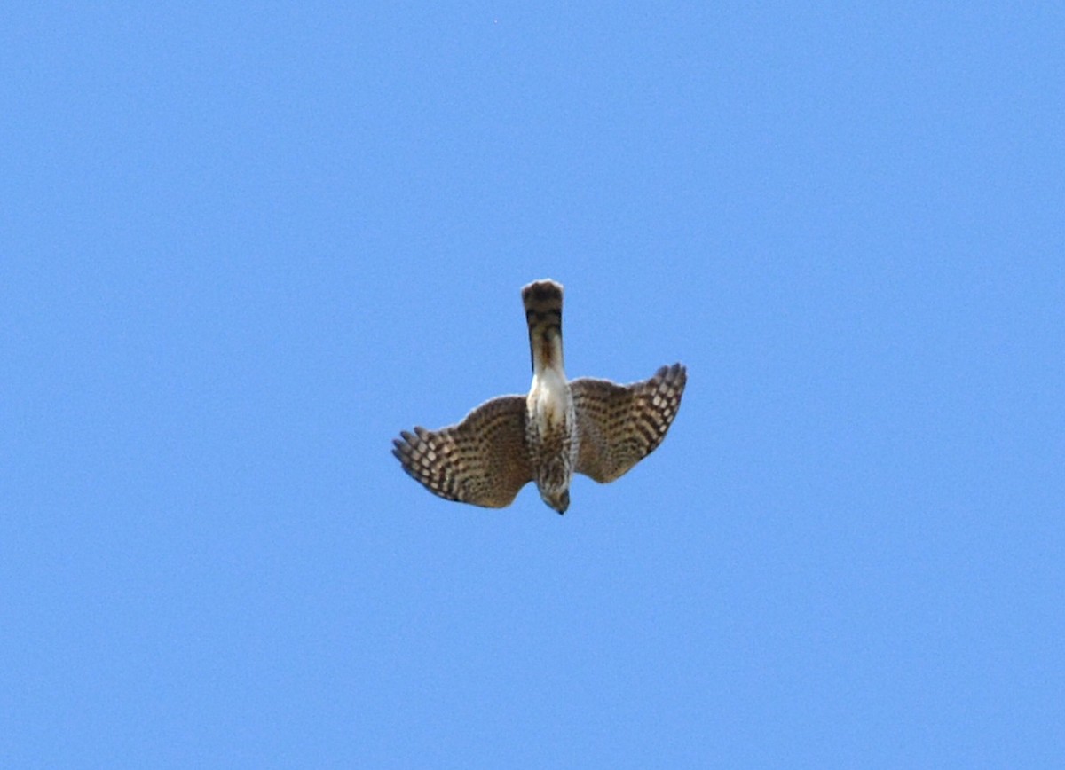 Sharp-shinned/Cooper's Hawk - ML644663545