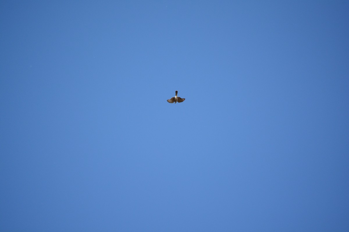 Sharp-shinned/Cooper's Hawk - ML644663546