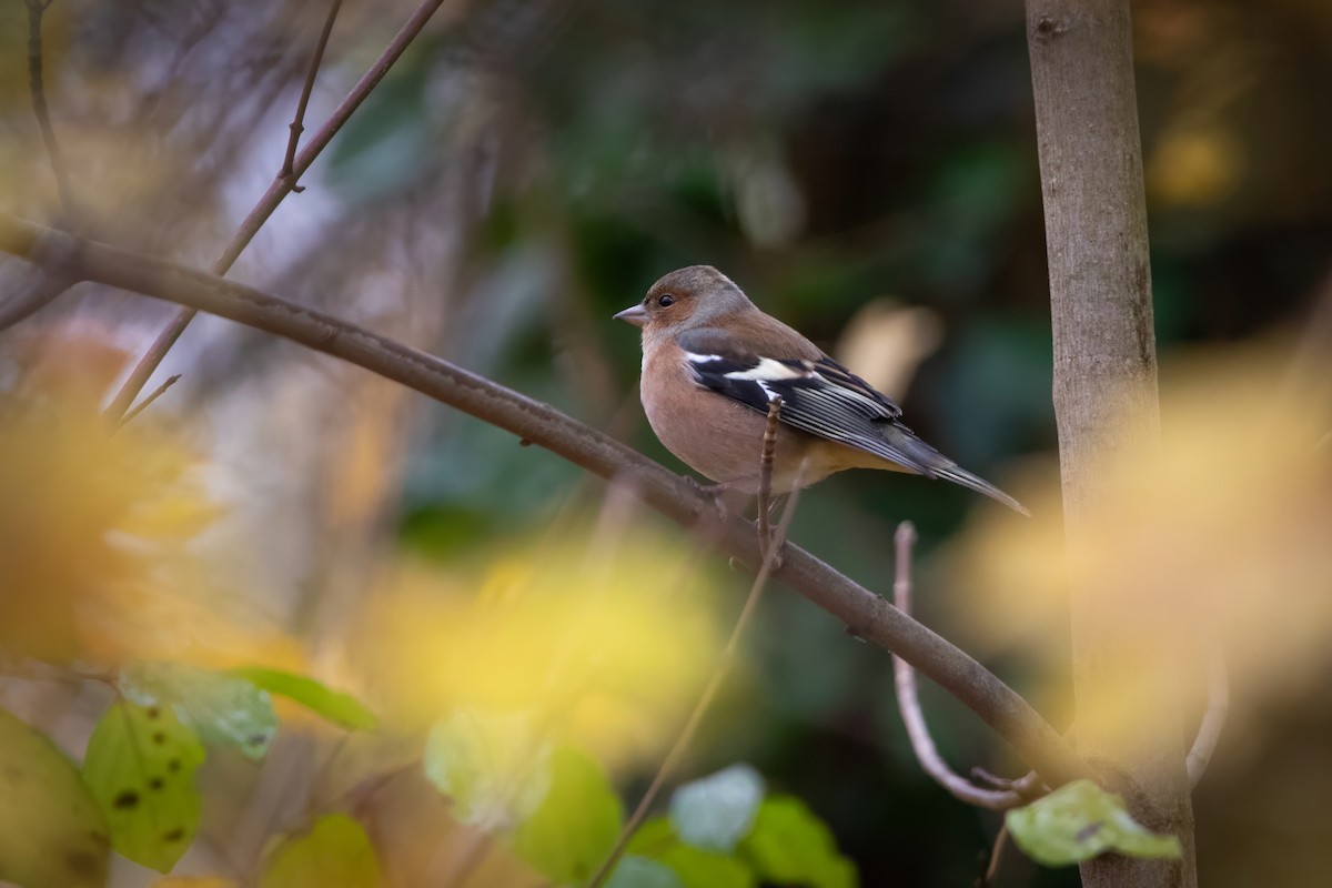 פרוש מצוי - ML644663548
