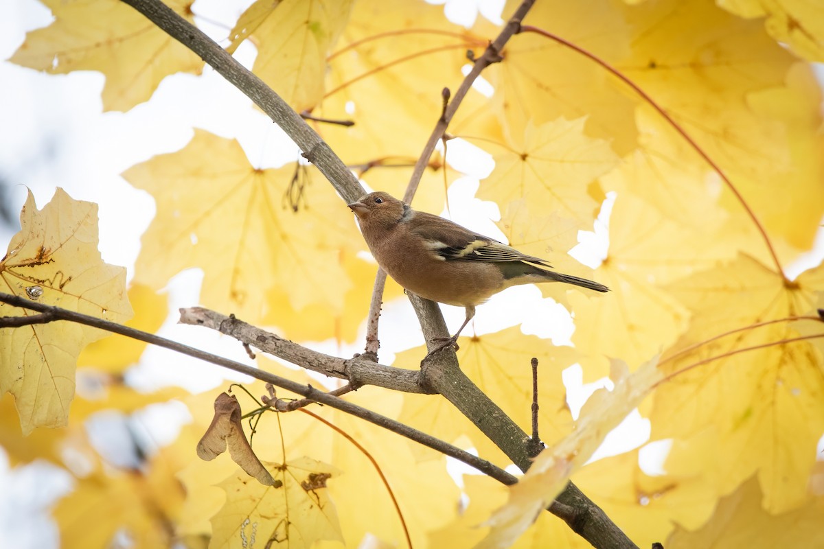 פרוש מצוי - ML644663549