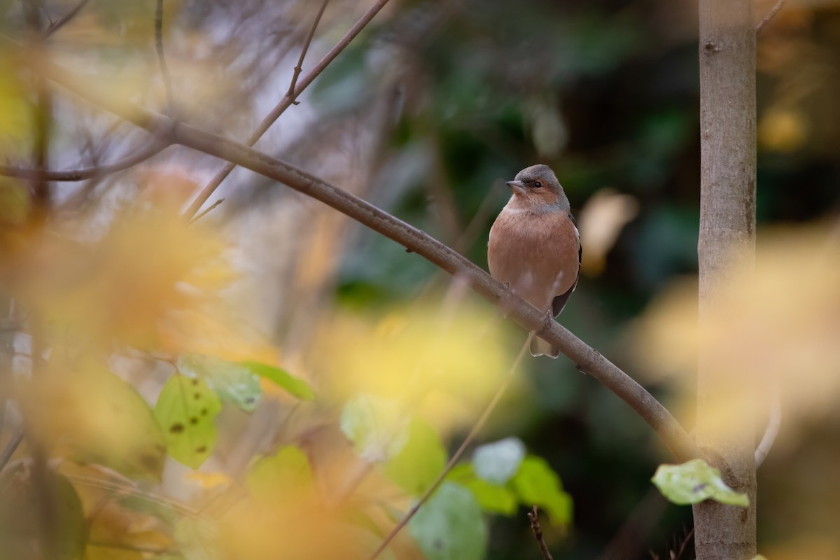 פרוש מצוי - ML644663550