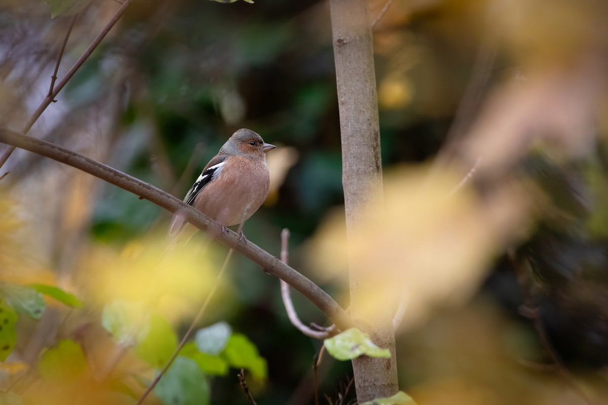פרוש מצוי - ML644663551
