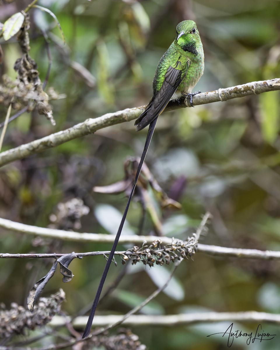 Колібрі-довгохвіст бронзовий - ML644663557