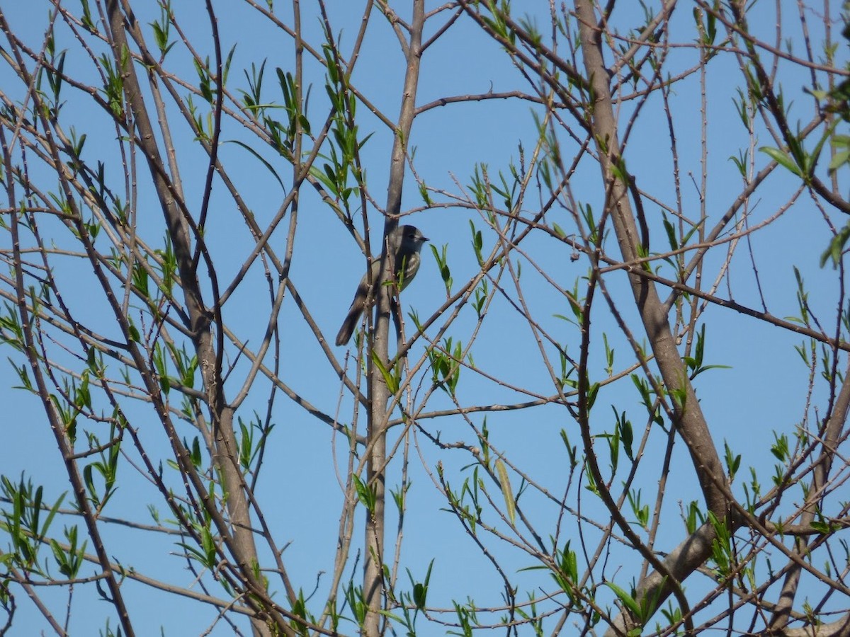 Southern Scrub-Flycatcher - ML644663562