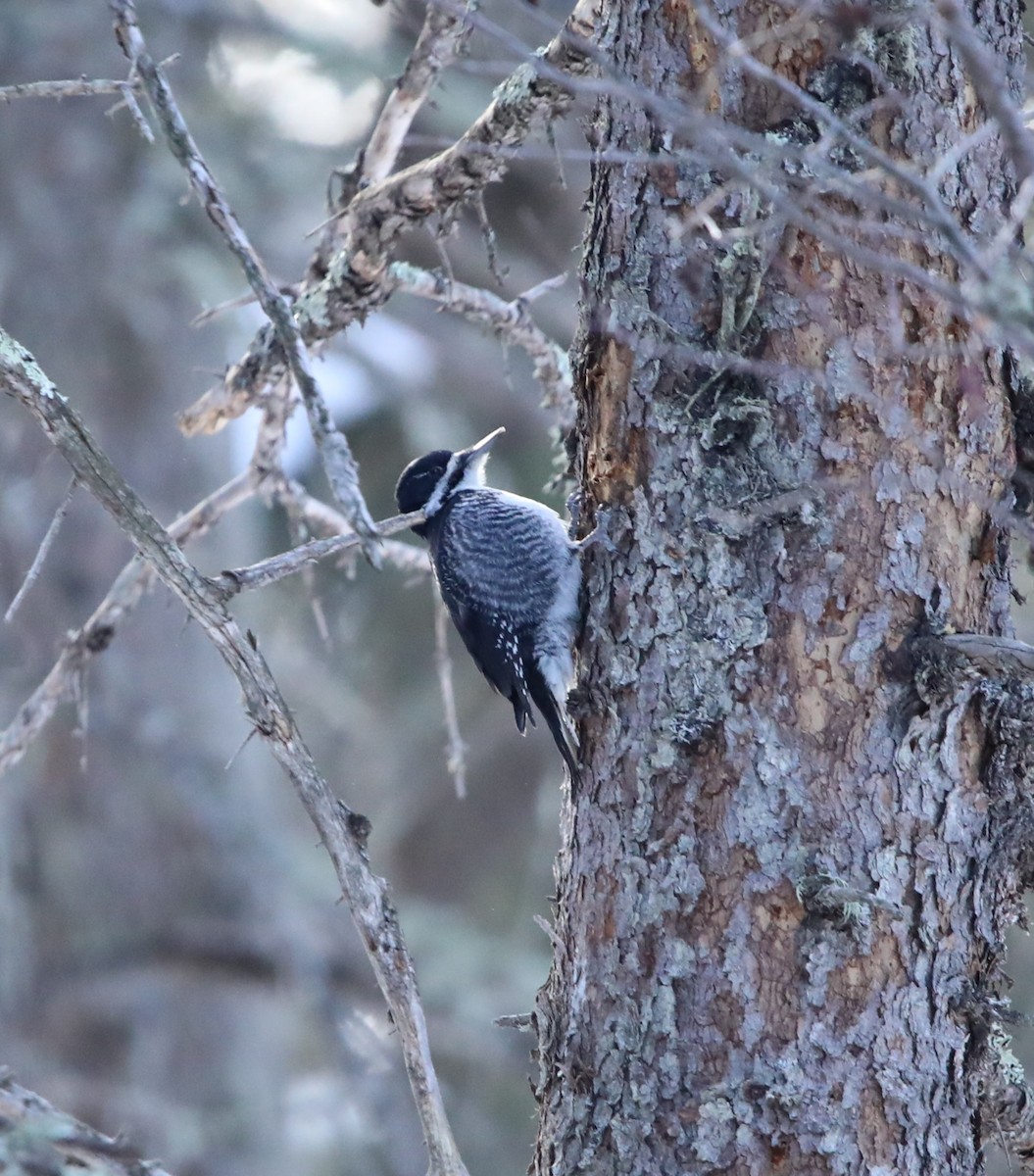 Black-backed Woodpecker - ML644663565