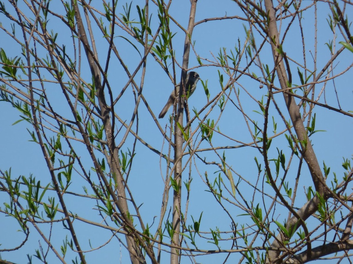 Southern Scrub-Flycatcher - ML644663567
