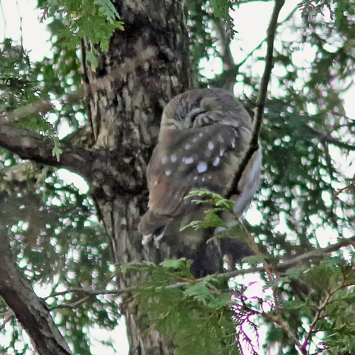Northern Saw-whet Owl - ML644663569