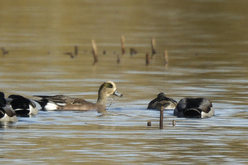 Свищ американський - ML644663573