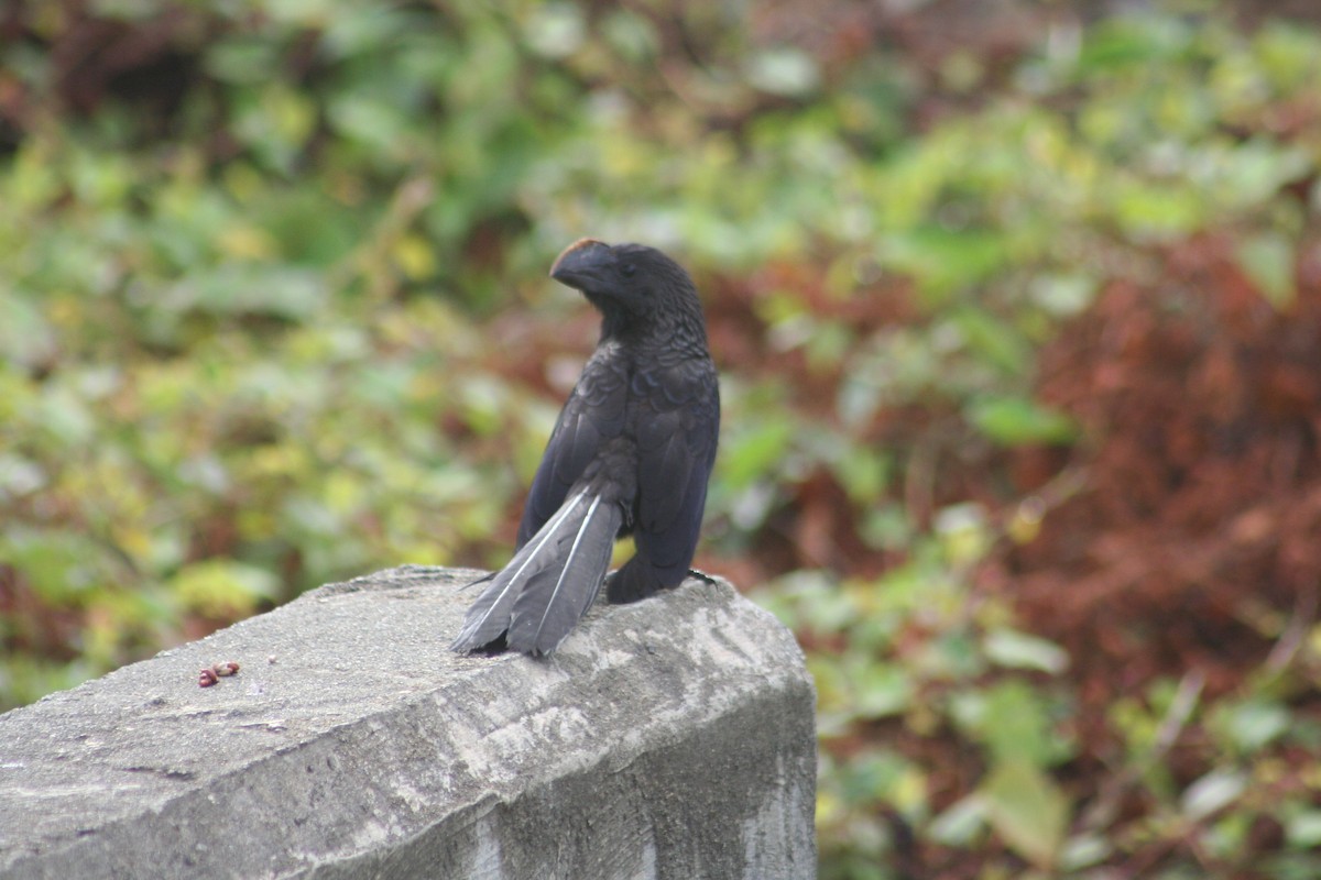 Smooth-billed Ani - ML644663578
