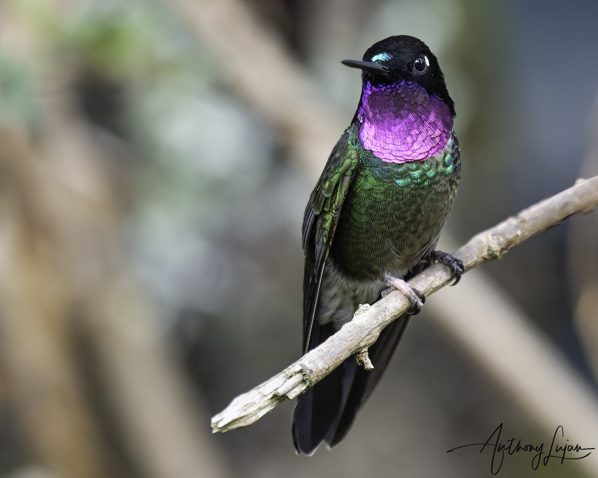 Колібрі-німфа колумбійський - ML644663581