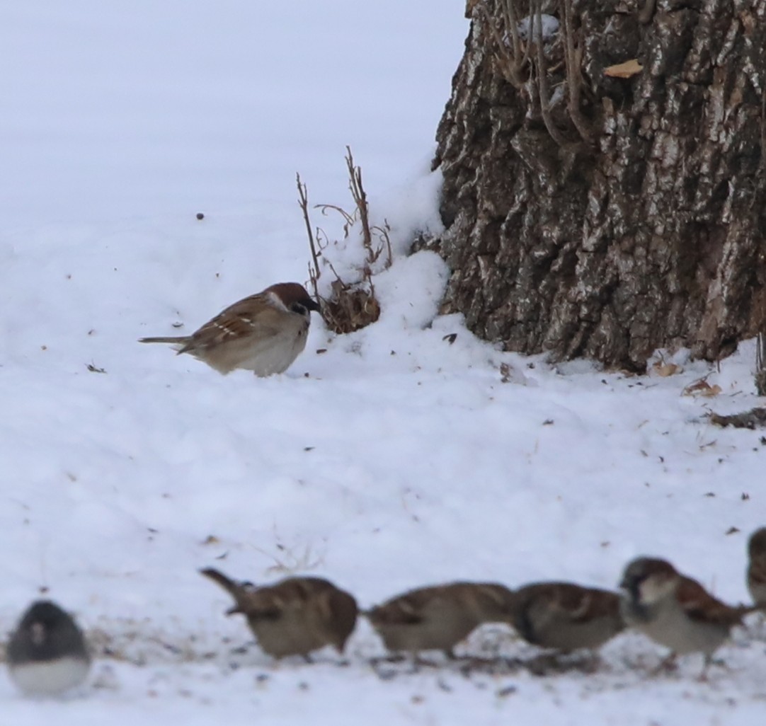 Moineau friquet - ML644663588