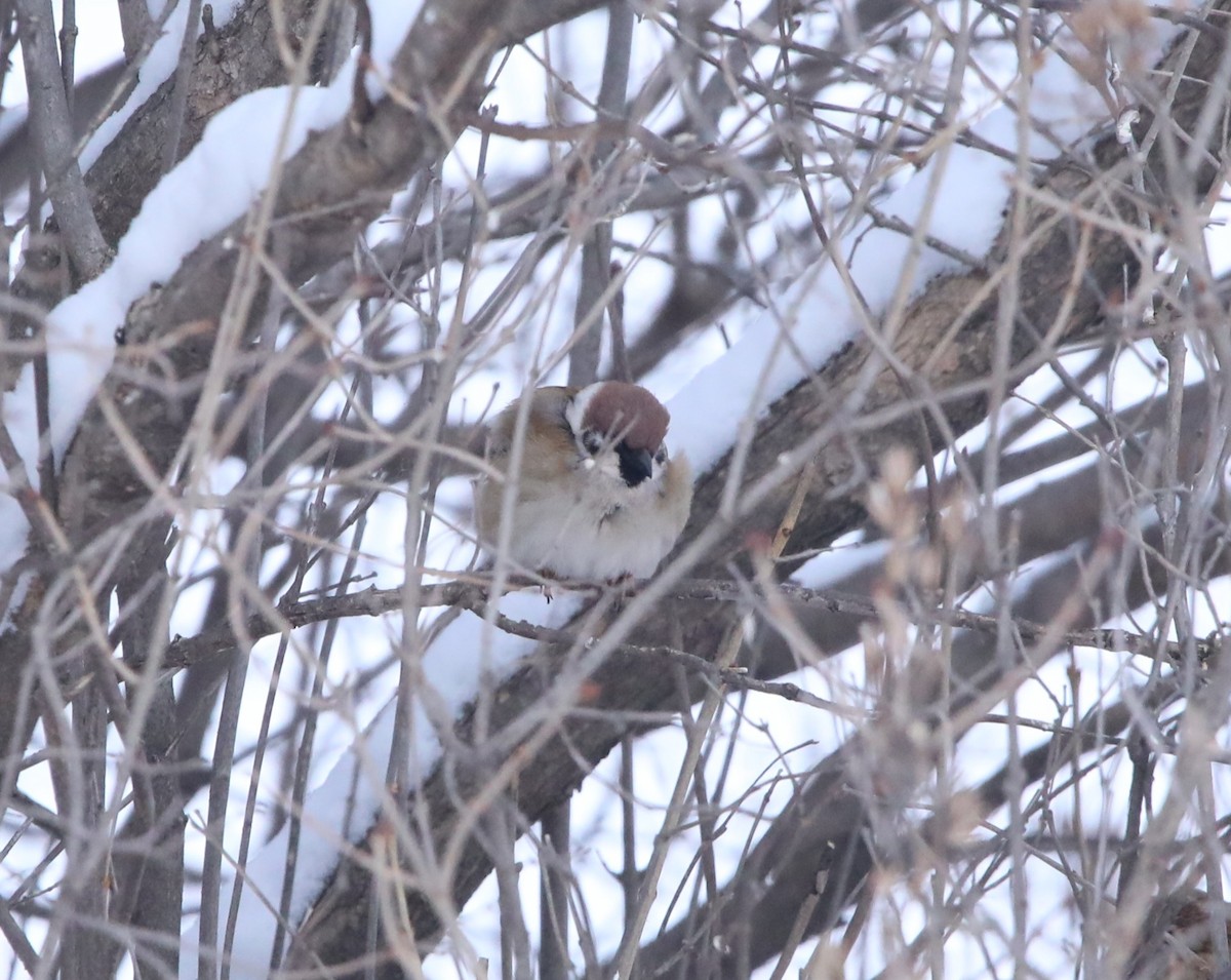 Moineau friquet - ML644663589