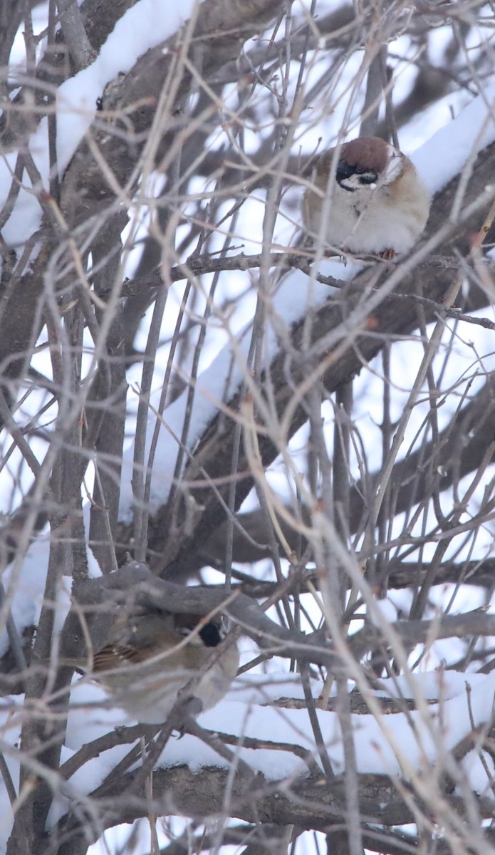 Moineau friquet - ML644663590