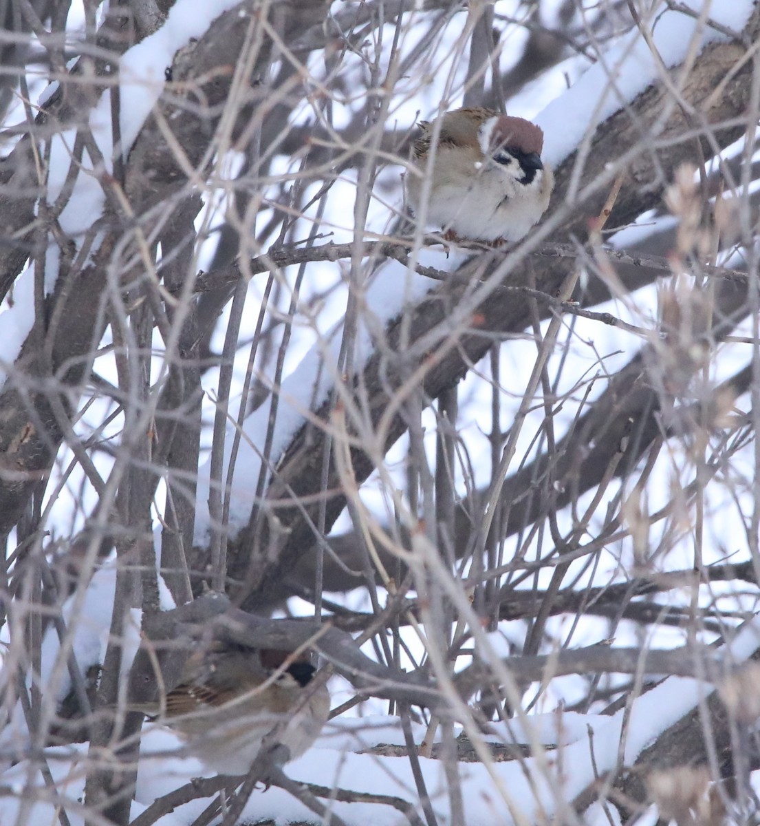 Moineau friquet - ML644663591