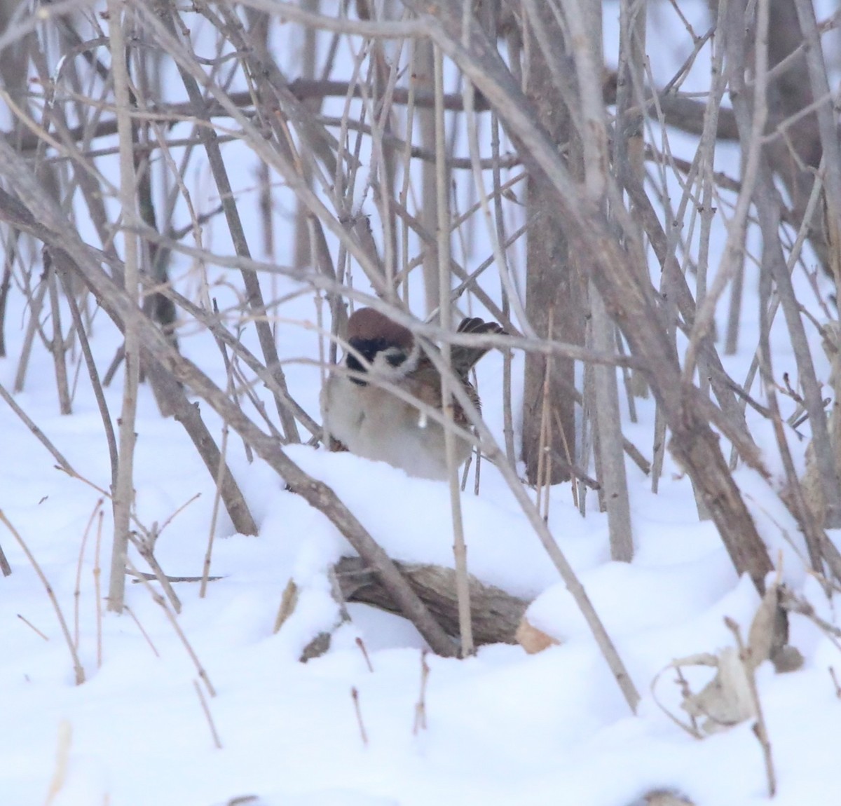 Moineau friquet - ML644663592
