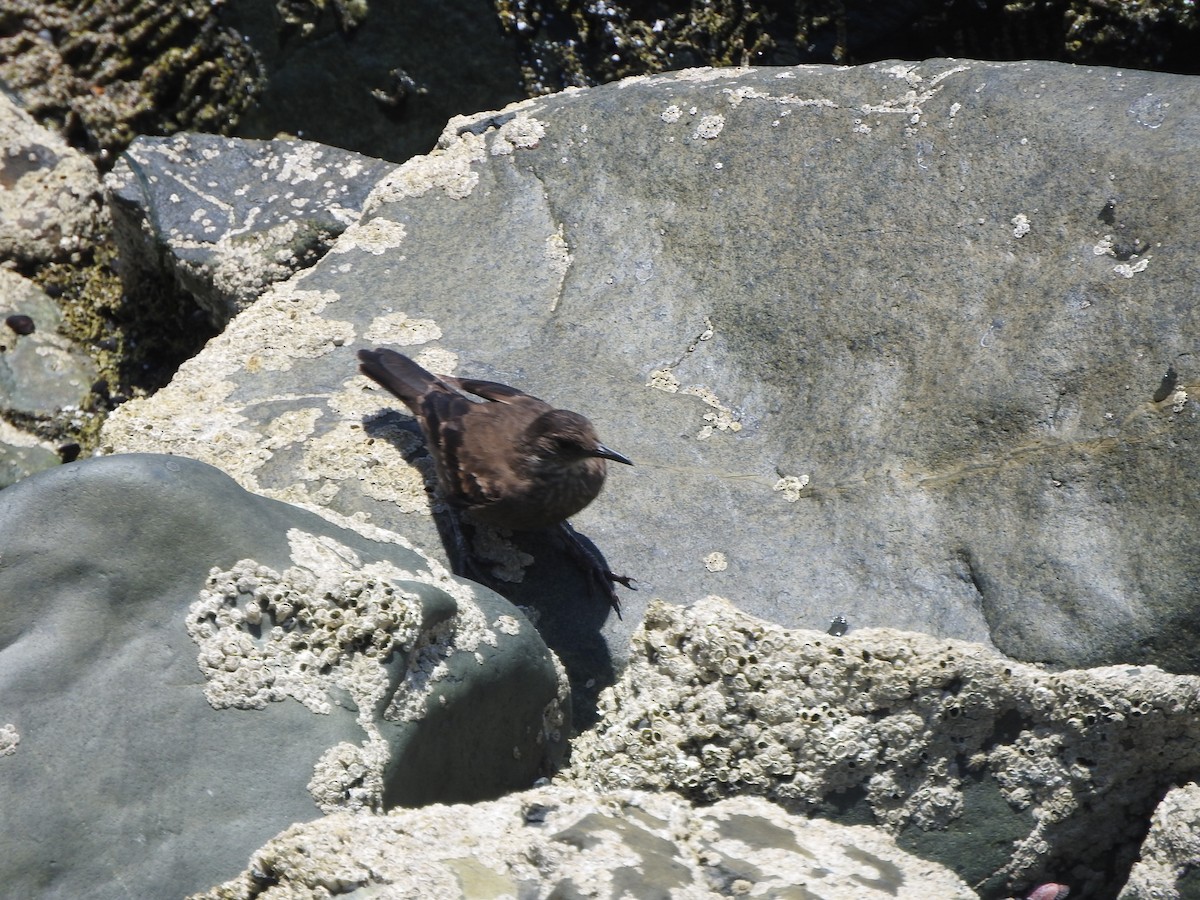 アライソカマドドリ - ML644663594