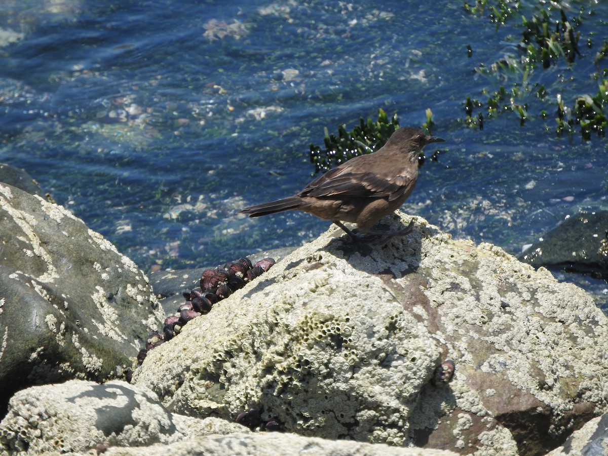 アライソカマドドリ - ML644663595